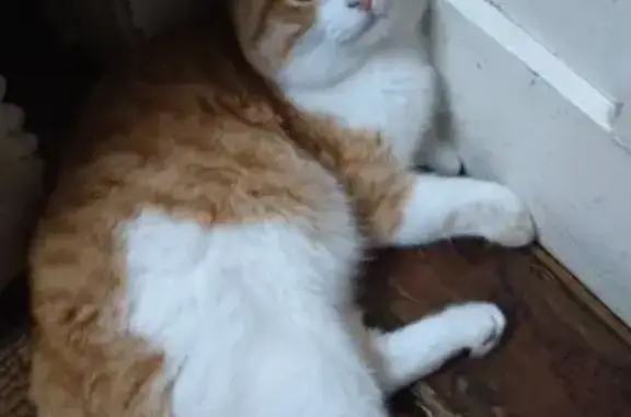 Пропал кот, улица Мировая Коммуна, 6, Шахты - рыжий с белой грудкой, пугливый - photo