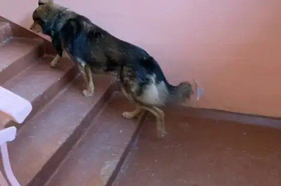 Найдена собака, Иркутск, фото: Найдена собака, Байкальская улица, 284, Иркутск - похожа на овчарку