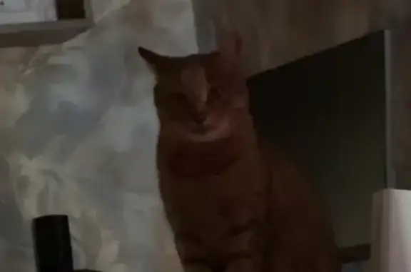 Объявления о пропавших и найденных животных, Тамбов, фото: Пропал кот, Бастиoнная улица, 45, городской округ Тамбов - рыжеватый, кастрированный