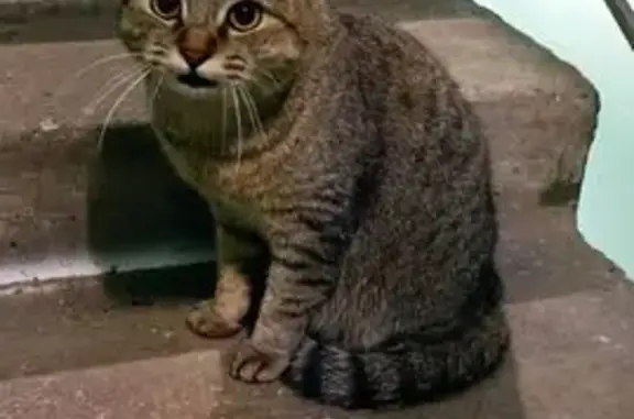 Найдена кошка, Дубнинская улиц...