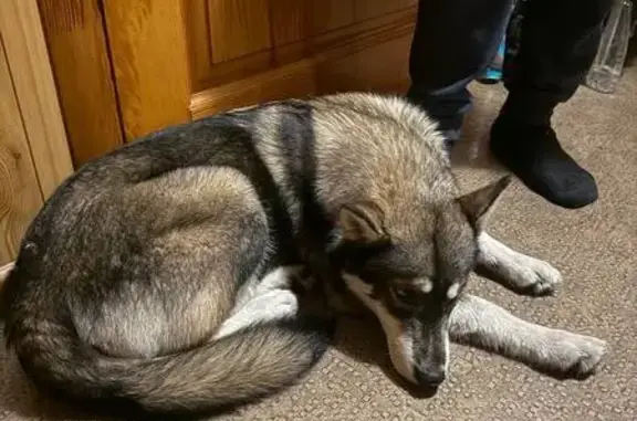 Найдена собака, Новосибирск, фото: Найдена собака, женский пол, улица Титова, 253, Новосибирск - щенок с разными глазами