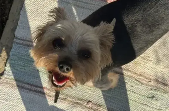 Потерянные животные Волжский, фото: Пропал собака, мужской, улица Карбышева, Волжский - маленький черный йорк