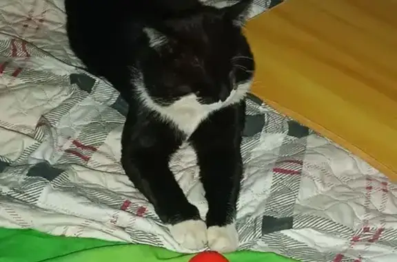 Потерянные животные Иваново, фото: Пропал кот, улица Окуловой, 15, Иваново - белое брюшко и лапы