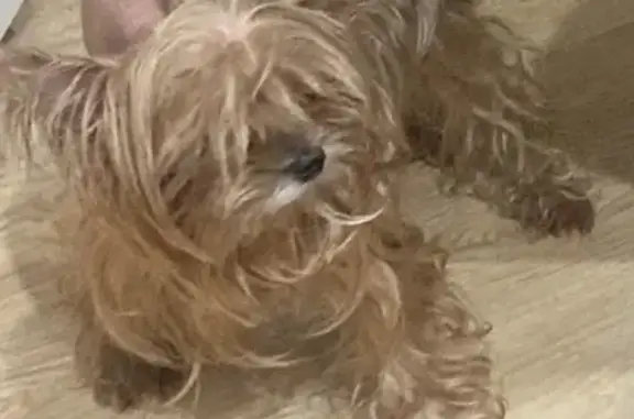 Пропала собака, улица Кирова, Владивосток - Йорк, прихрамывает на заднюю лапу - photo