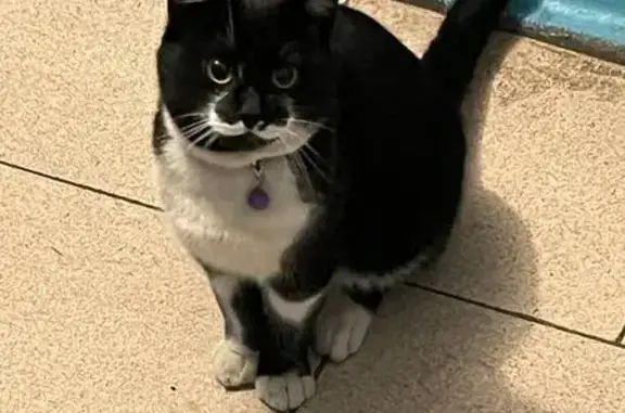 Найдена кошка, Аэродромная ули...