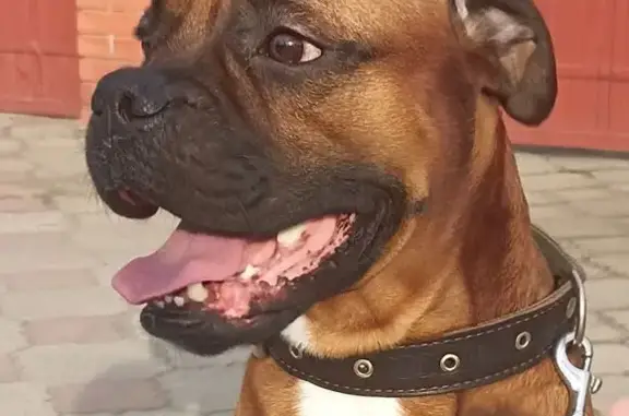 Пропал собака, Конечная улица, Краснодар - рыжий с белой грудью - photo