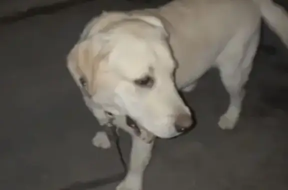 Пропал собака, мужской, Кутузовский переулок, Николаевка - лабрадор-ретривер - photo