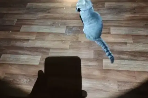 Найдена кошка, Старословодская...