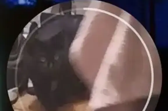 Пропал кот, Молодёжная улица, Белоозёрский - откликается на кличку Пусик - photo