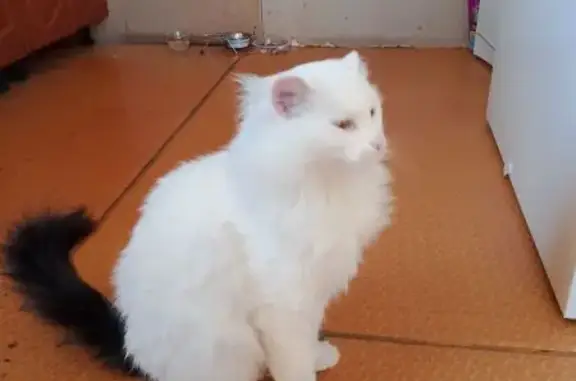 Найден кот, Николо-Павловское,...