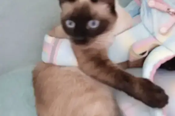 Пропала кошка, Коммунистическая улица, 52, Стерлитамак - сиамская, стерилизована - photo