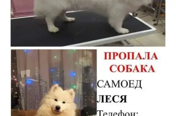 Собаки потеряшки, Нижний Новгород, фото: Потеряшка собака, Московское шоссе, Нижний Новгород