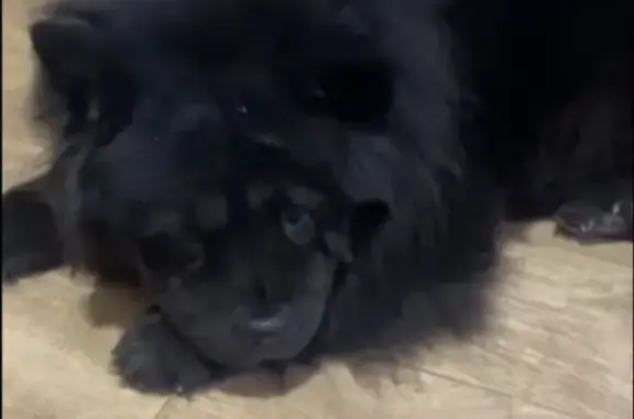 Пропала собака, Карпинская улица, 125, Иркутск - порода чау чау - photo