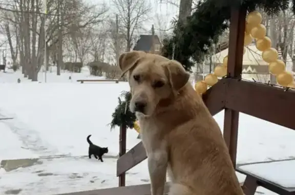 Найденные животные Гаевка, фото: Найден собака, мужской, Центральная улица, Седых, Гаевка - общительный и игривый