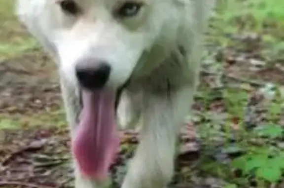 Собаки потеряшки, Бычиха, фото: Потеряшка собака, Лазурная улица, Бычиха - рыжий окрас и разноцветные глаза