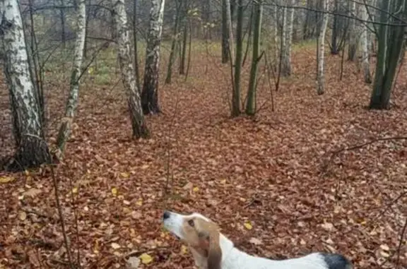 Пропала собака, Чулково, Рязанская область - русская пегая гончая в ошейнике - photo