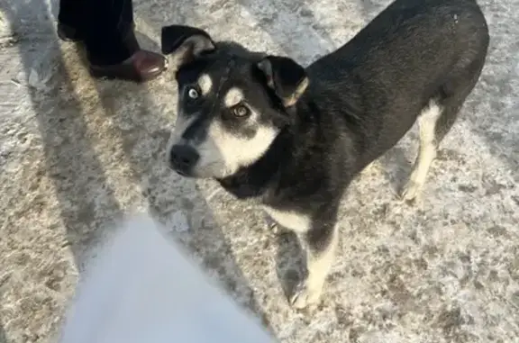 Найдена собака, Томск, фото: Найдена собака, проспект Мира, 17, Томск - метис хаски