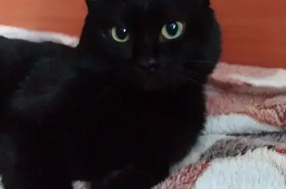 Пропал кот, Октябрьская улица, 27, Пласт - фиолетовый ошейник с запахом сирени - photo