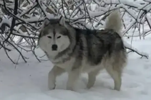 Найден собака, мужской, Советская улица, городской округ Тамбов - маламут с раной на морде - photo