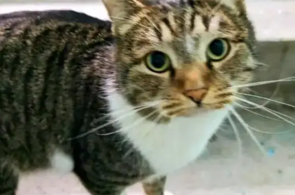 Пропал кот, улица Минина, Ульяновск - серо-коричневый с белыми лапами - photo