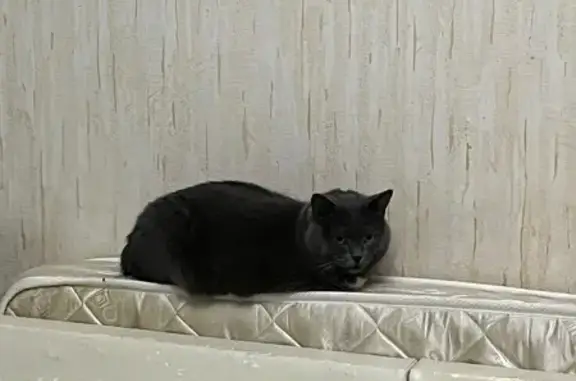 Пропал кот, улица Чаадаева, Нижний Новгород - серый с белой грудкой - photo