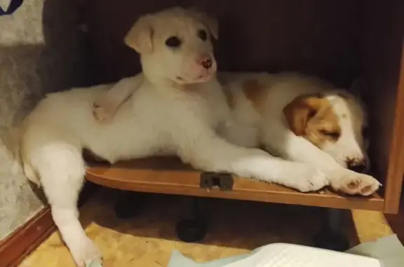 Найдена собака, Краснодар, фото: Найдена собака, женский пол, улица Будённого, Краснодар - две белые малышки