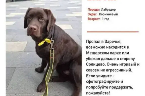 Пропала собака, мужской, Лучистая улица, Заречье - photo
