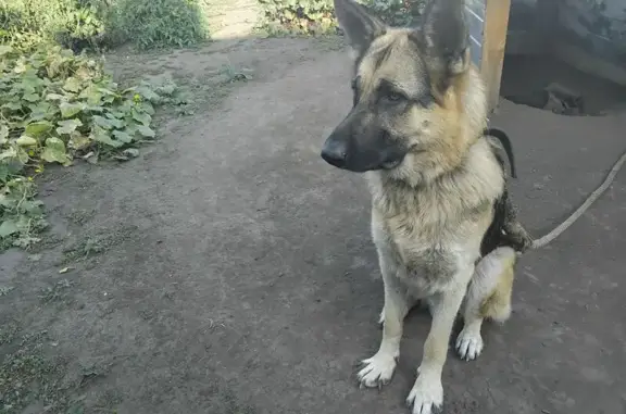 Пропал собака, мужской, улица Родимцева, Черемисиново - чепрачный окрас - photo