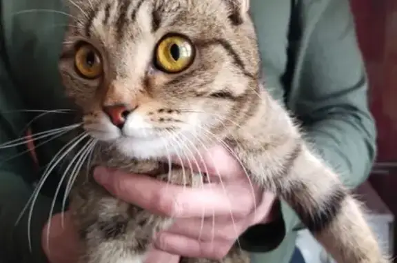 Найдена кошка, Кемерово, фото: Найдена кошка, улица Павленко, 19, Кемерово - вислоухая и ласковая