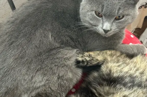 Пропал кот, улица Свободы, 11, Выселки - британской породы, оранжевые глаза - photo