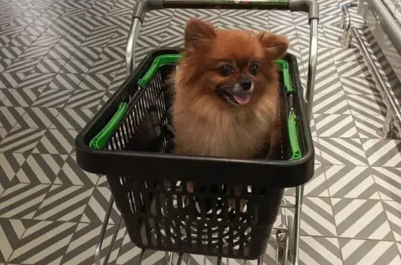 Пропала собака, женская, улица Бурова, 35, Брянск - рыжая, маленькая - photo