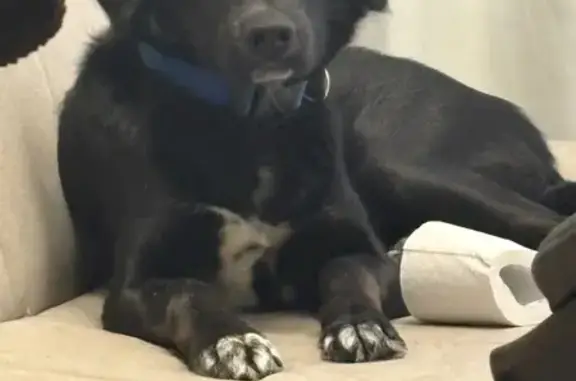 Собаки потеряшки, Киров, фото: Потеряшка собака, Советская улица, 10А, Киров - чёрный пёс с разными глазами