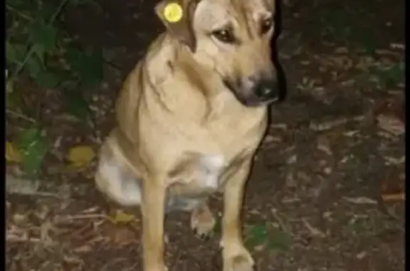 Пропала собака, улица Рахимова, 25, Казань - рыжая, без хвоста - photo