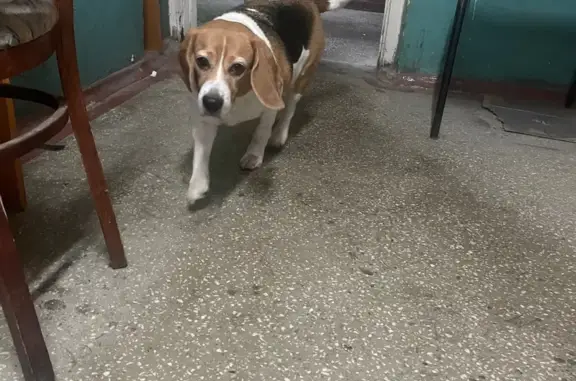 Найдена собака, Красноярск, фото: Найдена собака, женский пол, Ключевская улица, 59, Красноярск