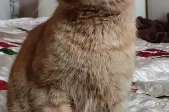 Пропал кот, Дачная улица, Песочный - рыжий со светлыми полосками - photo