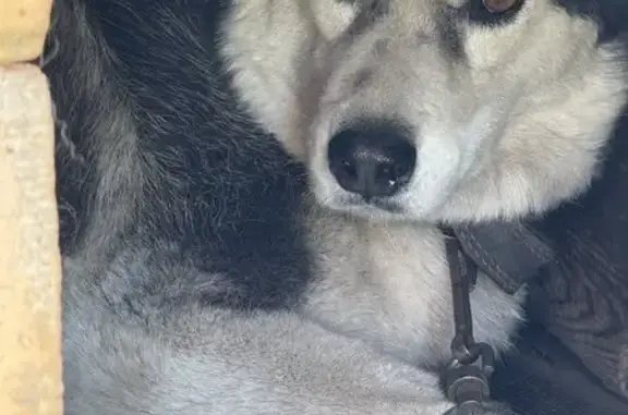 Пропал собака, мужской, Копейск, Челябинская область - хаски с коричневыми глазами - photo