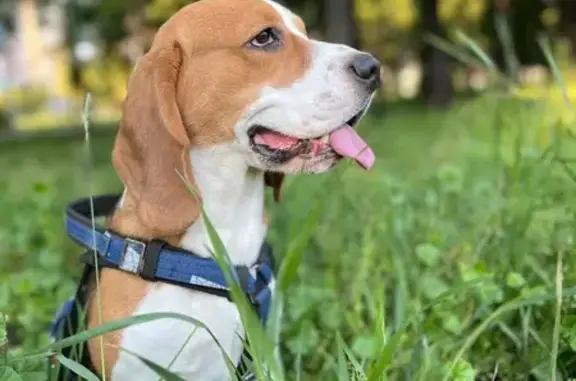 Пропал собака, улица Врача Попова, 64, Чердаклы - от дома далеко никогда не убегал - photo