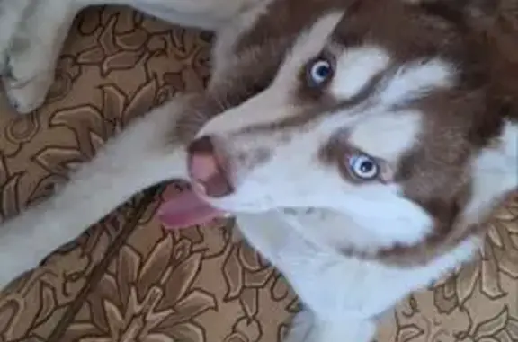 Пропала собака, улица 65 лет Победы, Люберцы - photo