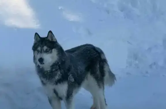 Найдена собака, Троице-Сельцо, фото: Найден хаски, Троице-Сельцо, Московская область - чёрный кобель
