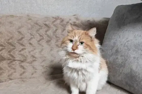 Найденные животные Новомосковск, фото: Найден кот, Московская улица, 1А, Новомосковск - рыже-белый, добрый и ласковый