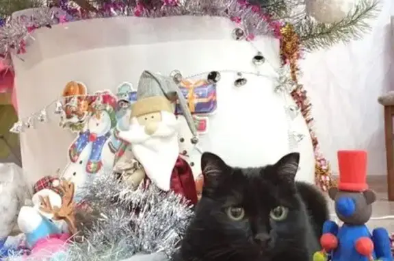 Пропала кошка, улица Свободы, Каменск-Уральский - взрослая, стерилизована - photo