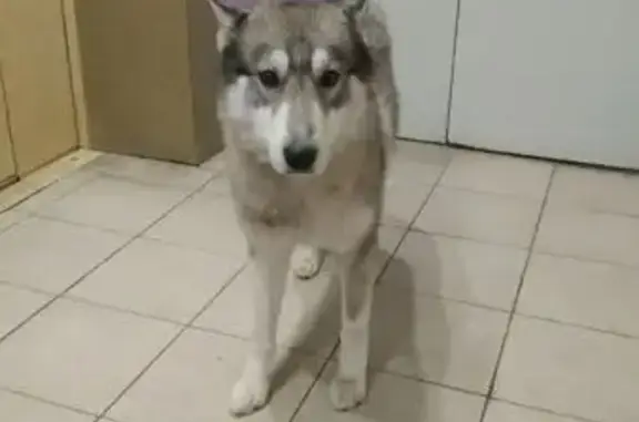 Найдена собака, Орёл, фото: Найдена собака, улица Витольда Почёрнина, городской округ Орёл