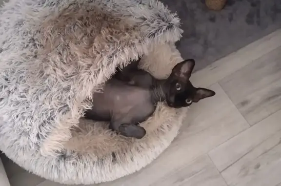 Пропал кот, Аэрофлотская улица, 138, Приморско-Ахтарск - тёмный окрас, кастрированный - photo