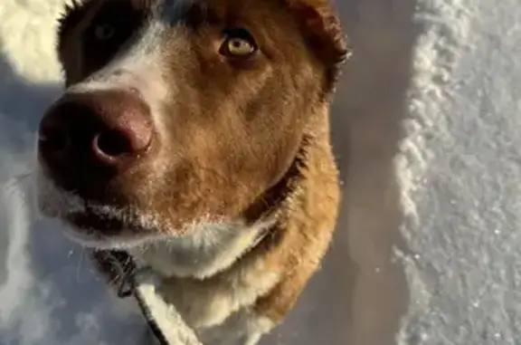 Найдена собака, Троицк, фото: Найден собака, Дорожная улица, район Троицк - молодой кобель с жёлтыми глазами