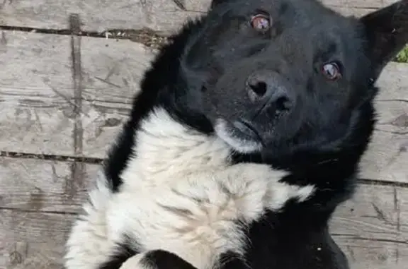 Пропала собака, улица Энгельса, Сыктывкар - чёрно-белый окрас, отзывается на кличку Тор - photo