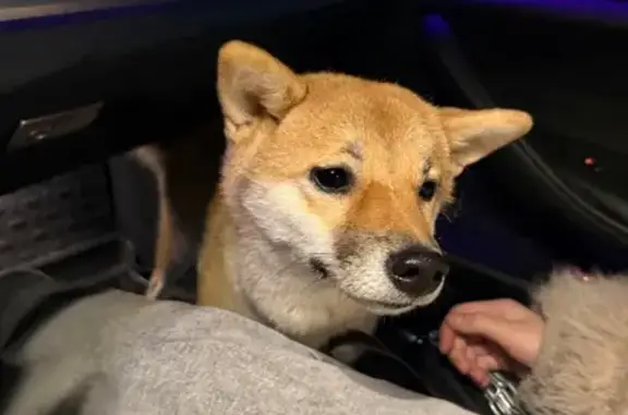 Пропала собака, Минское шоссе, Жуково (смоленский) - девочка породы Симба Ину - photo