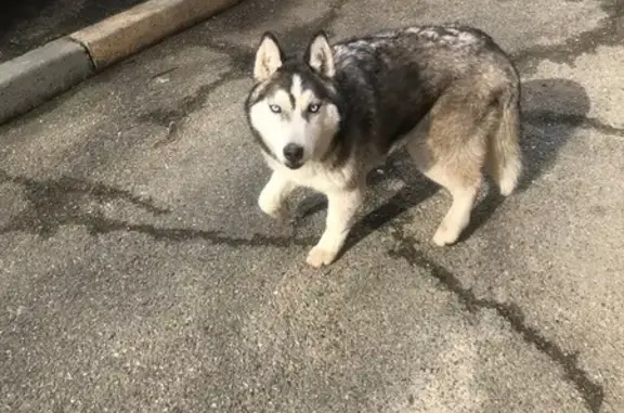 Найдена собака, улица Розы Люксембург, 1А, Ставрополь - напугана и голодна - photo