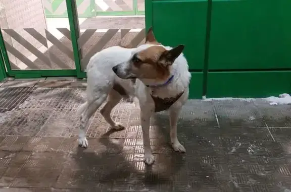 Найдена собака, Москва, фото: Найдена собака, Чертановская улица, 50 к2, Москва - белая с рыжим в шлейке