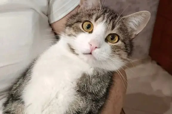 Кошки потеряшки, Таганрог, фото: Потеряшка кот, 1-й Новый переулок, городской округ Таганрог - полосатый и толстый