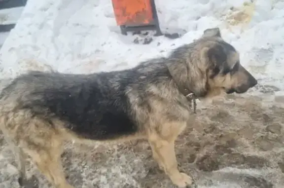 Найдена собака, Самара, фото: Найден собака, мужской, Ново-Садовая улица, 230, Самара - чипированный, хромает на переднюю лапу